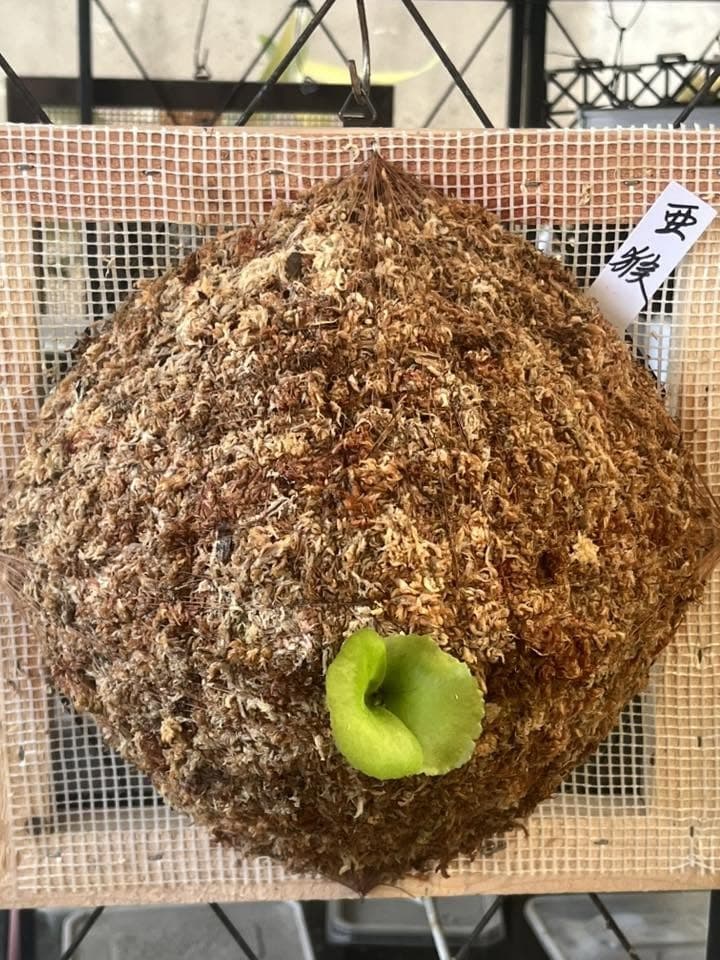 亞洲猴腦鹿角蕨